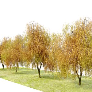 Weeping willow 5 model