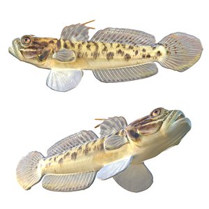 Clown Goby fish 3D model