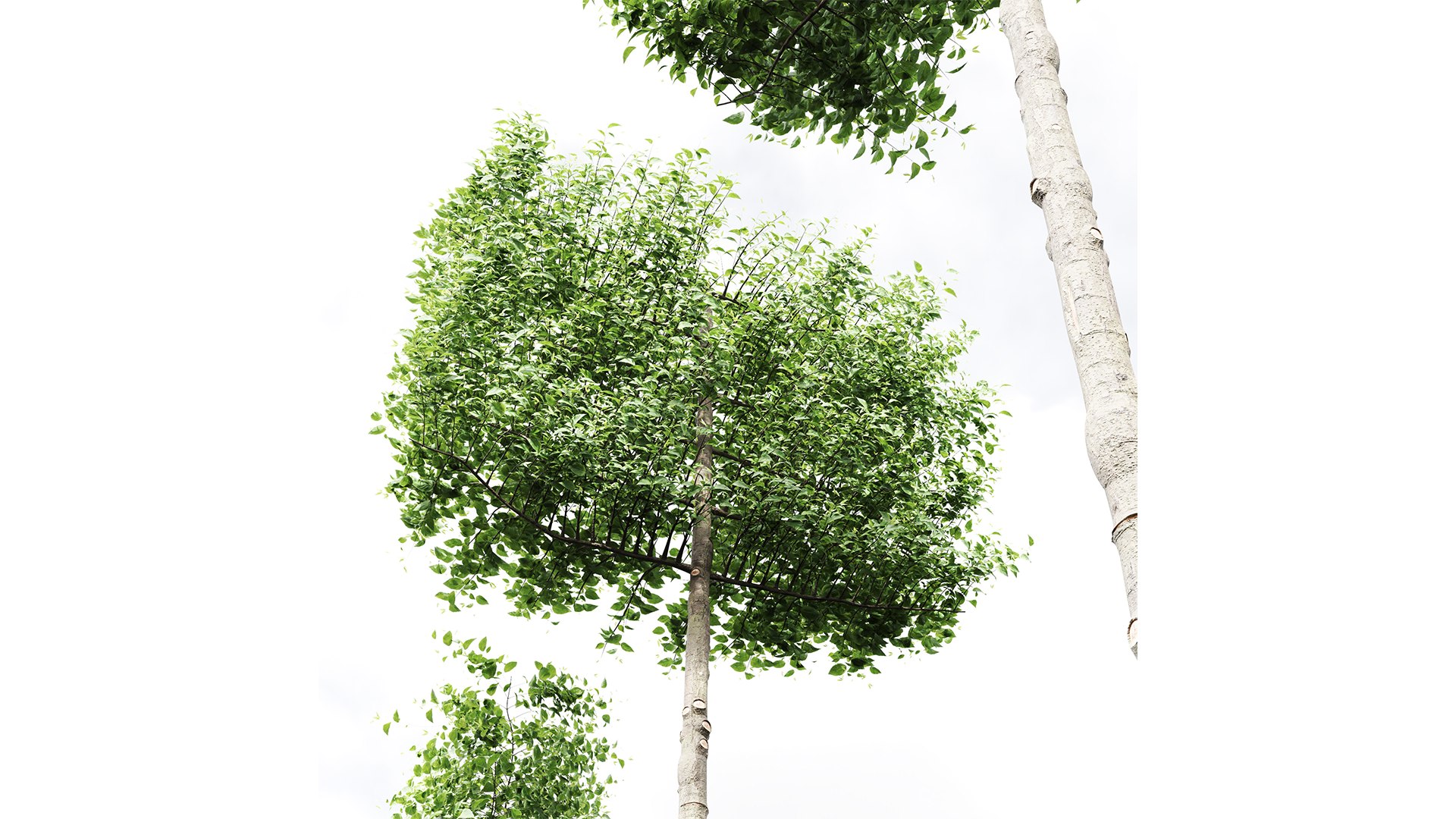New Tree High Detail Carpinus Betulus Broadleaf Pole Model - TurboSquid ...