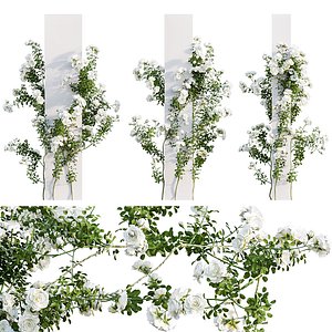Rosa Climbing Iceberg - Rose 01 3D model