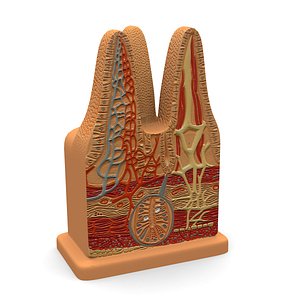 Microbiology Digestive Villi
