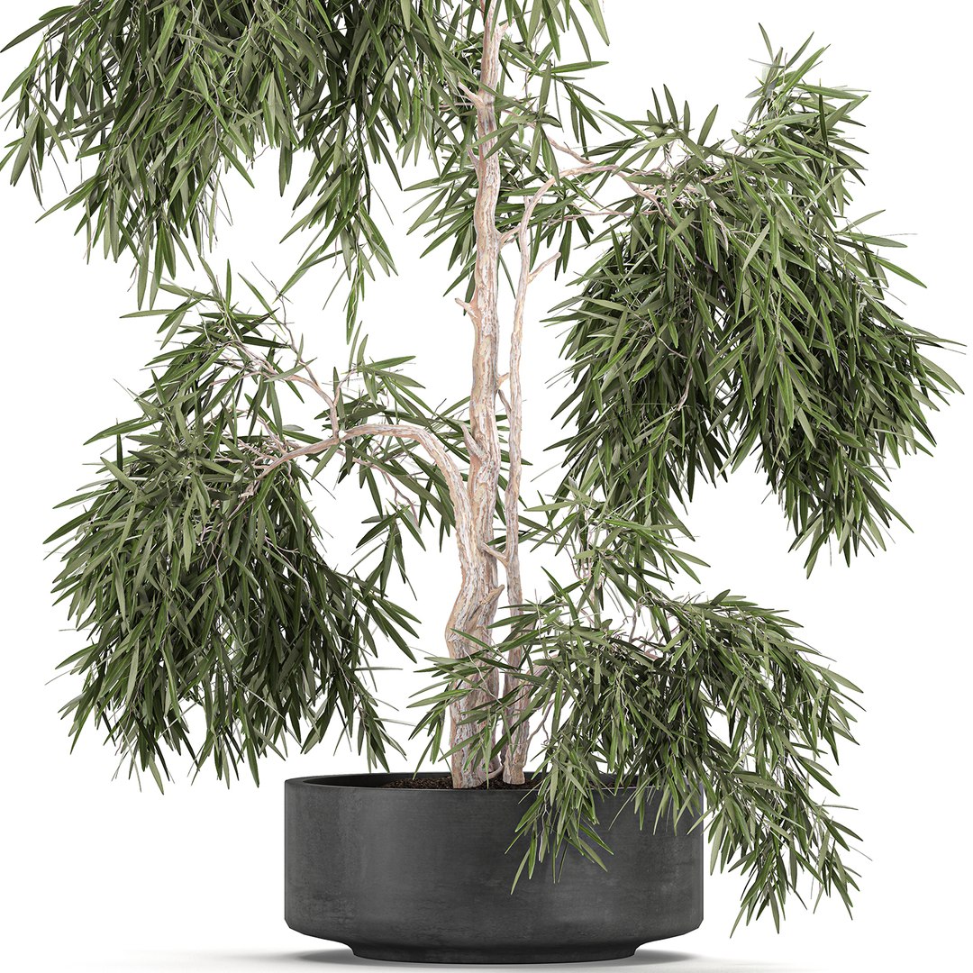 decorative olive tree black 3D model https://p.turbosquid.com/ts-thumb/E6/wWlJI3/2TxzXDgD/treebig2110202003/jpg/1603362655/1920x1080/fit_q87/7a116d42c2addb0f4788f3ddd9298ded12e0f92b/treebig2110202003.jpg