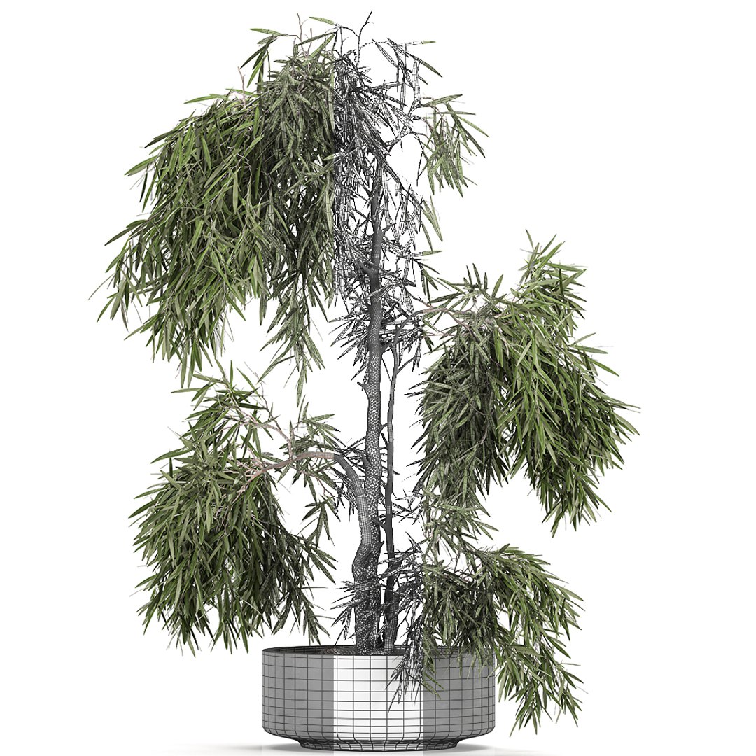 decorative olive tree black 3D model https://p.turbosquid.com/ts-thumb/E6/wWlJI3/9RY7A5By/treebig2110202007/jpg/1603362655/1920x1080/fit_q87/5124ff837e50c7e44053d2cd8adb081b6e2a48d4/treebig2110202007.jpg
