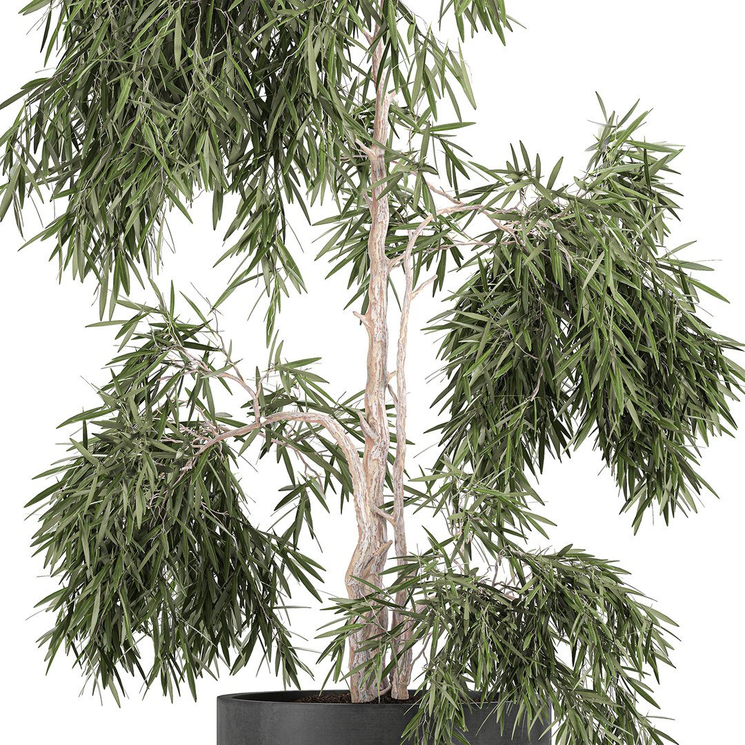 decorative olive tree black 3D model https://p.turbosquid.com/ts-thumb/E6/wWlJI3/H4hE86qi/treebig2110202004/jpg/1603362655/1920x1080/fit_q87/2c92c757bf0e218f9017fd21920c7623f5fd1397/treebig2110202004.jpg