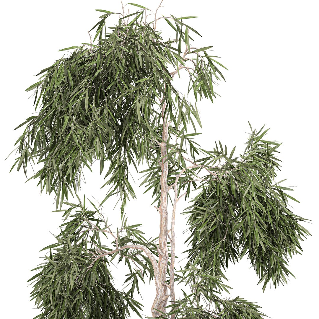 decorative olive tree black 3D model https://p.turbosquid.com/ts-thumb/E6/wWlJI3/N7XFJ7G0/treebig2110202002/jpg/1603362655/1920x1080/fit_q87/0540b4b818480b55efb83651befcb1d810bc8b83/treebig2110202002.jpg