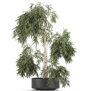 Decorative olive tree in a black flowerpots 733
