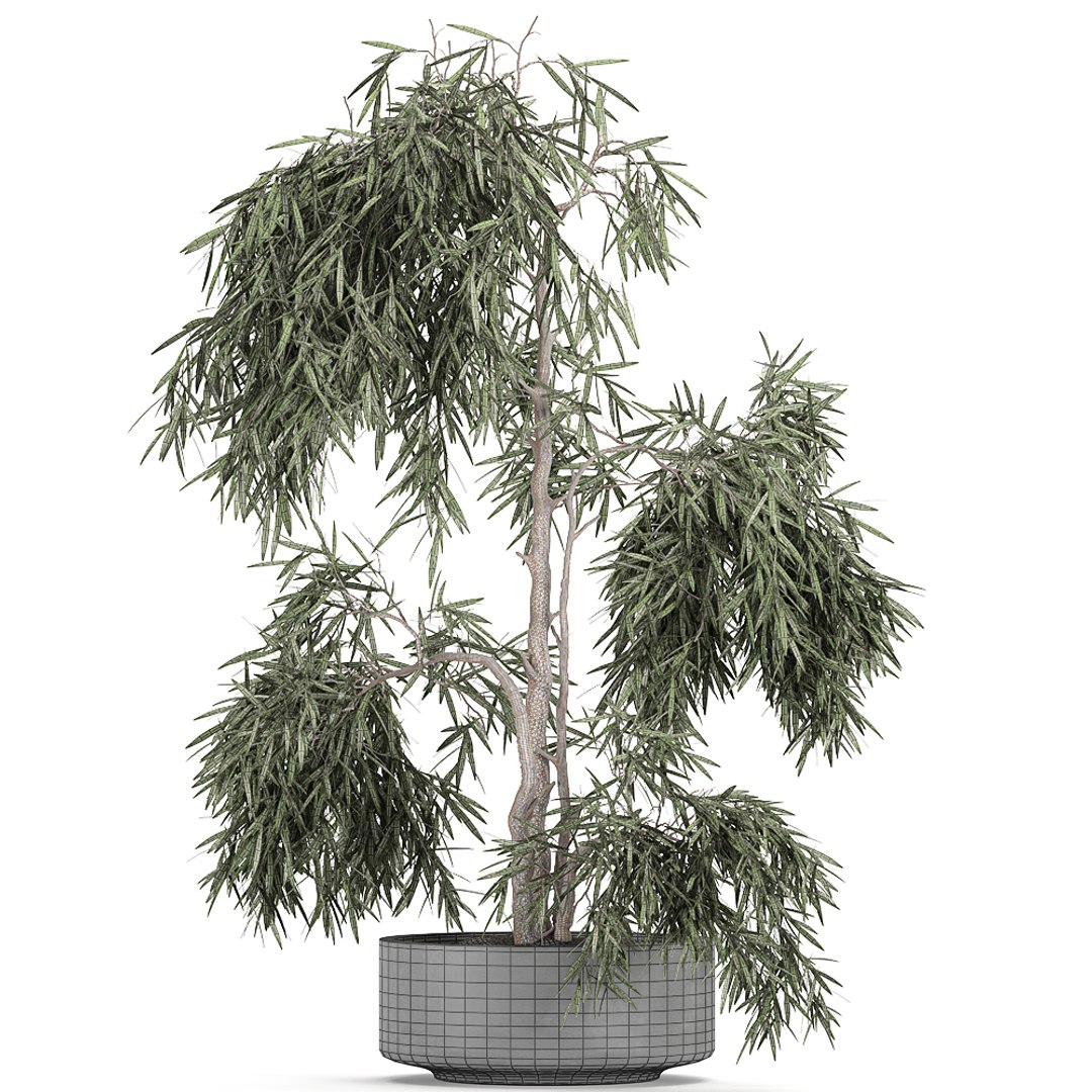 decorative olive tree black 3D model https://p.turbosquid.com/ts-thumb/E6/wWlJI3/qmSte3we/treebig2110202008/jpg/1603362655/1920x1080/fit_q87/5ba94333cb72e1e0f130560ded6b39a547a90153/treebig2110202008.jpg