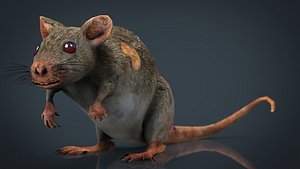 3D radiactive rat