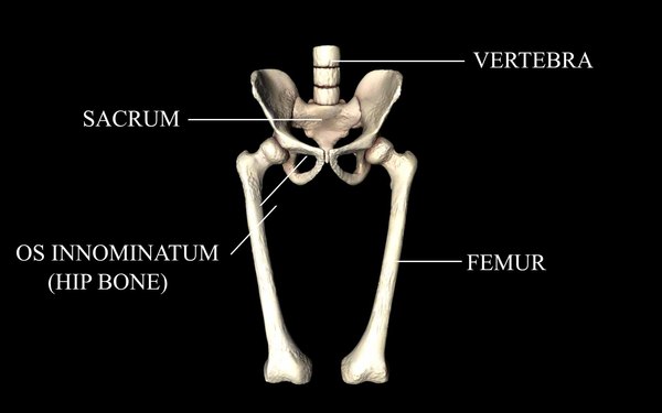 3d model medically accurate hip joint