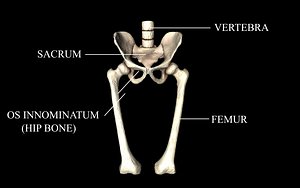 Hip Joint - Hip bone, Sacrum, Femur - Only bones Medically Accurate 3d Model