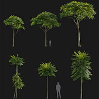 Schizolobium parahyba - Brazilian firetree Low-poly 3D model