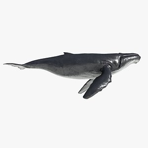 Marine wildlife whales