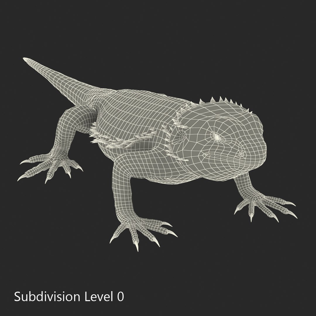 lizards rigged 2 3D model https://p.turbosquid.com/ts-thumb/E7/e46rKj/4JrkY98m/riggedlizardscollection3dmodels34/jpg/1504899497/1920x1080/fit_q87/00099d112f02b5b4f040ddccb9f50124cd6ff5c5/riggedlizardscollection3dmodels34.jpg