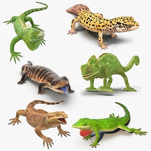 lizards rigged 2 3D model