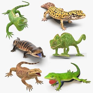 Lizards Rigged Collection 2 for Maya
