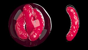 Cough microbe bacili (animated ready )