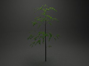 low poly Silver Birch Betula pendula Europe 2 EU23 Northern Asia tree deciduous broadleaf landscape Greenworks