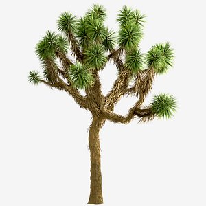 Set of Joshua or Yucca brevifolia Trees - 3 Trees 3D model