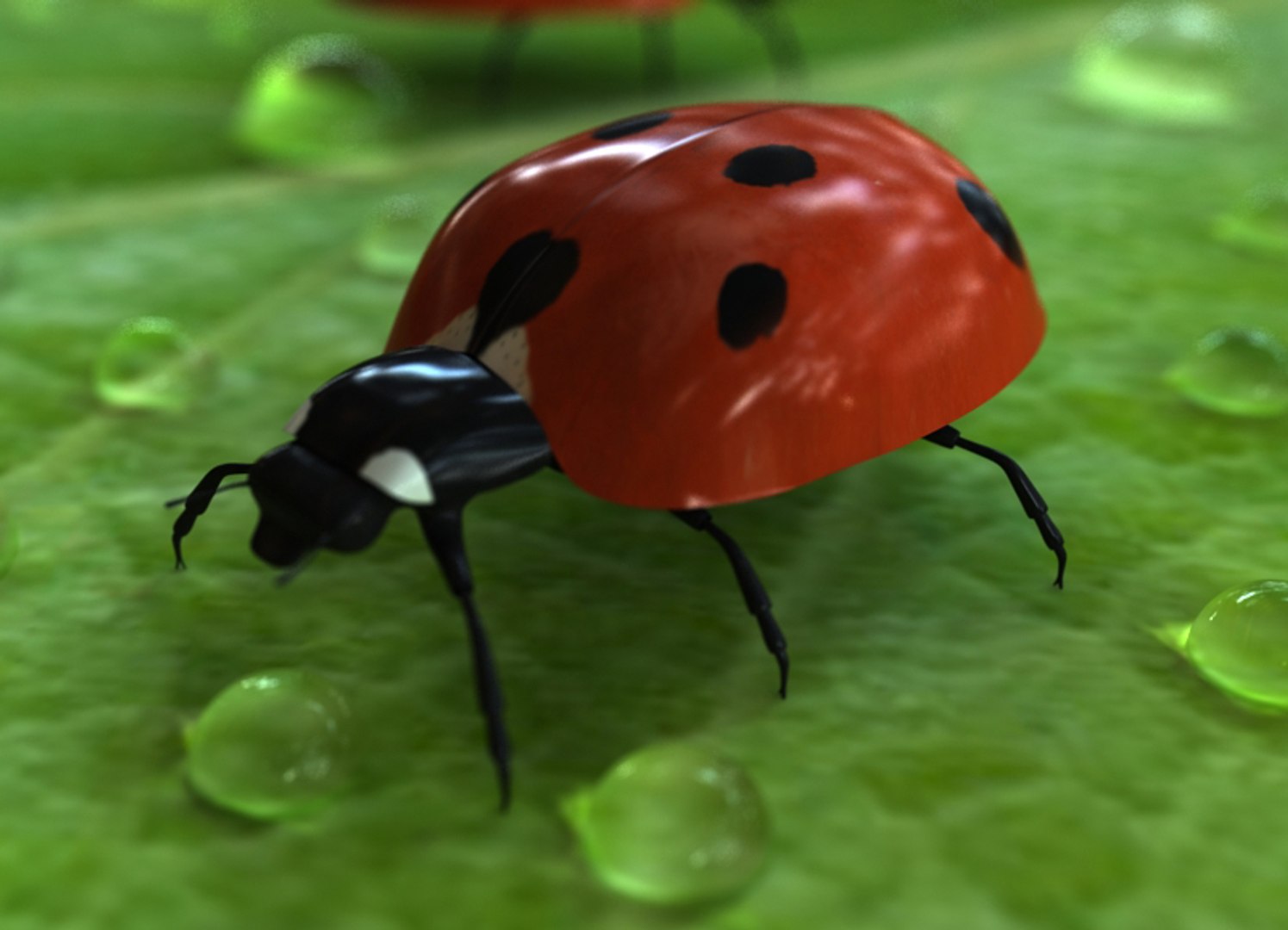 Lady Bug Max