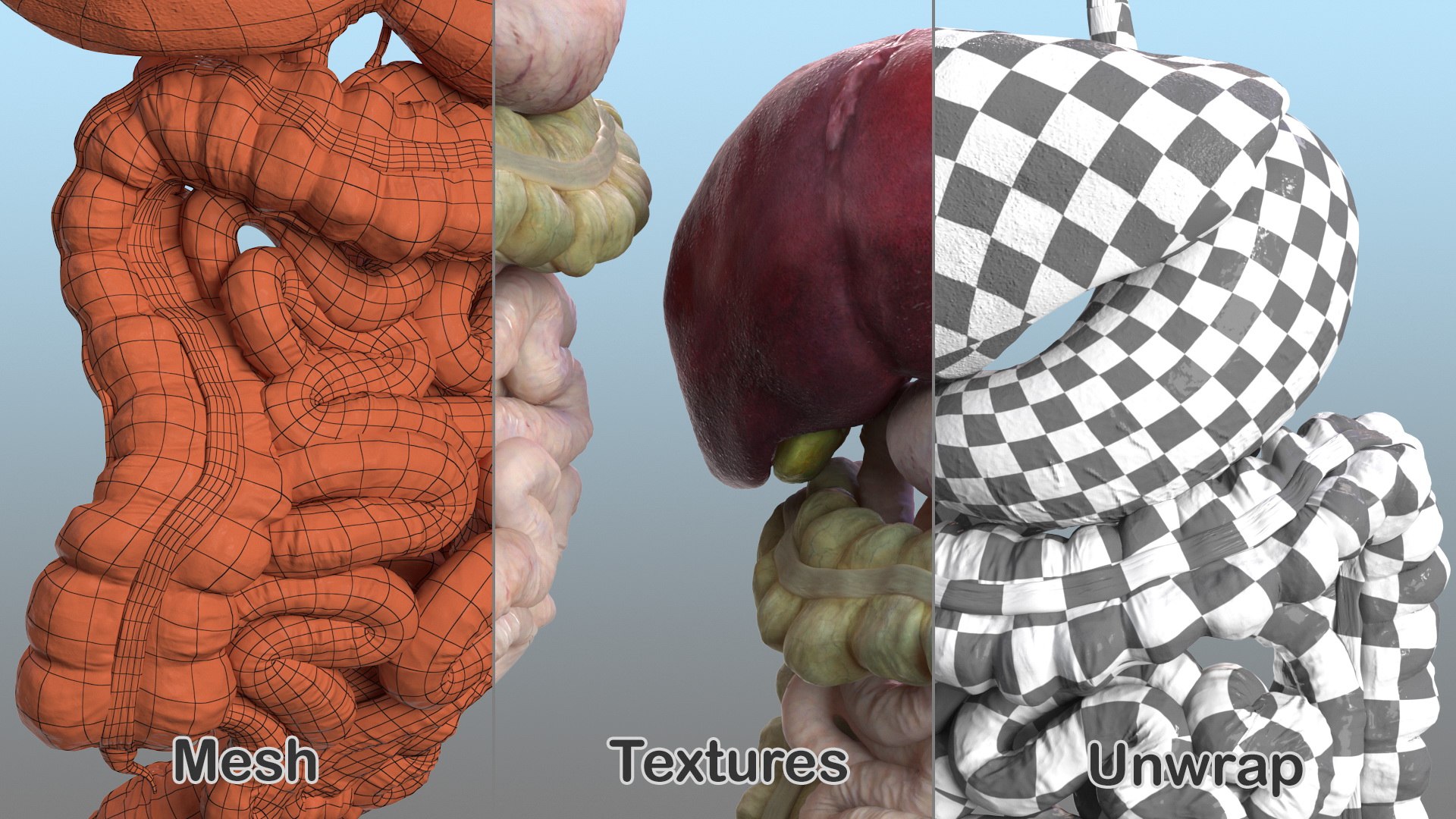 male female body anatomy 3D model https://p.turbosquid.com/ts-thumb/E7/qYydGV/1N/maleandfemalebodyanatomycollectionmb3dmodel069/jpg/1613242580/1920x1080/fit_q87/3c66a1ac814ce5f4c4fe3105581d87025fe00c59/maleandfemalebodyanatomycollectionmb3dmodel069.jpg