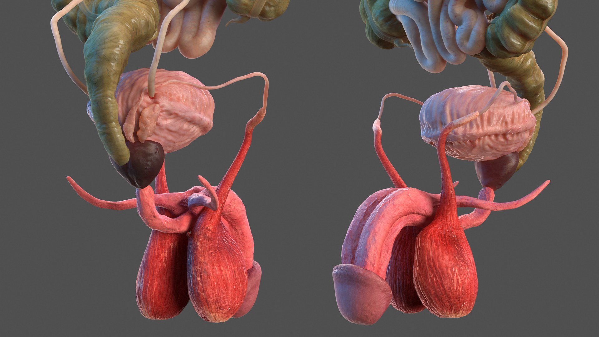 male female body anatomy 3D model https://p.turbosquid.com/ts-thumb/E7/qYydGV/2J/maleandfemalebodyanatomycollectionmb3dmodel107/jpg/1613242583/1920x1080/fit_q87/41e96c4e46248ef84e7f8591ddadd36bc036e030/maleandfemalebodyanatomycollectionmb3dmodel107.jpg