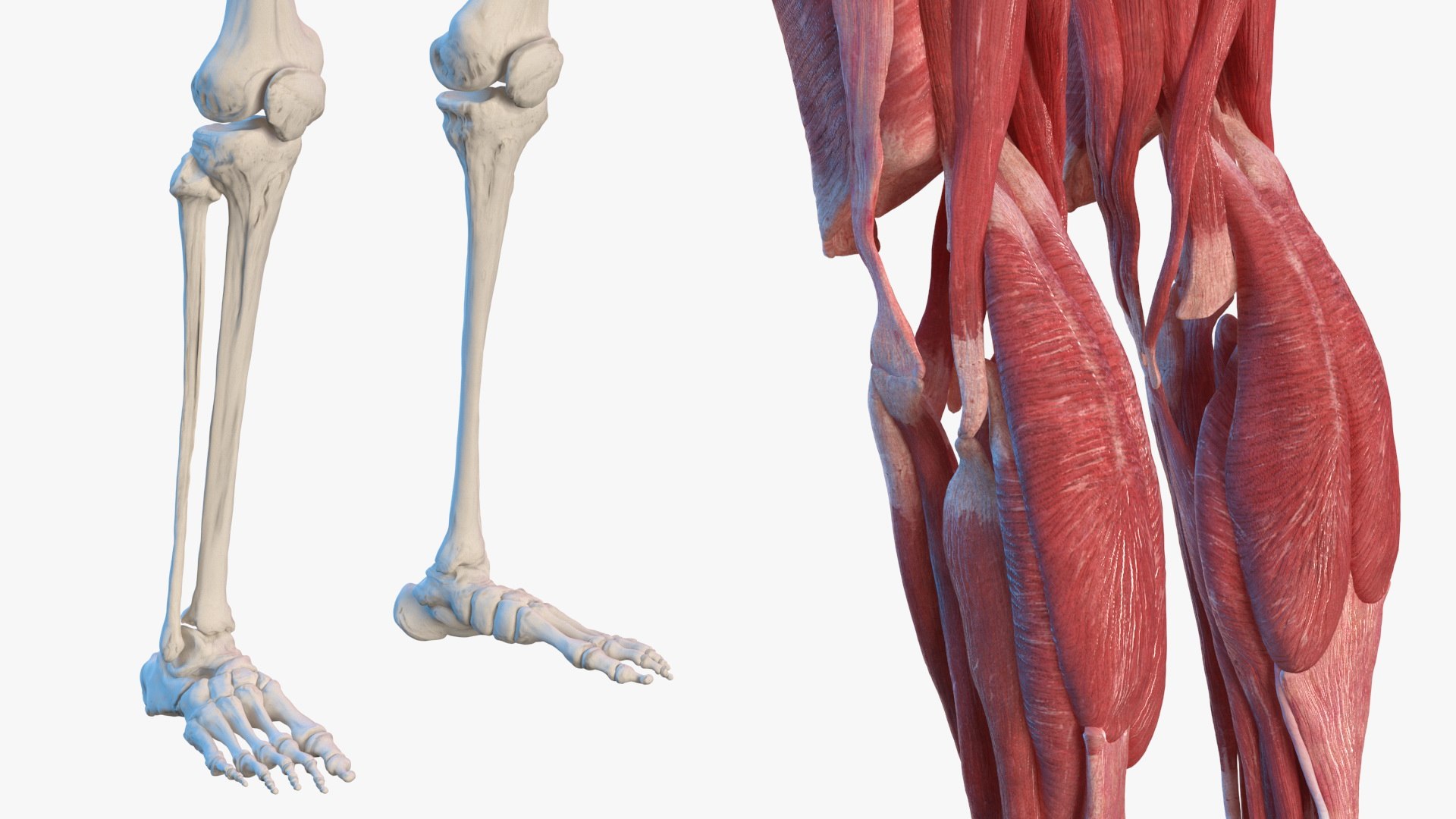 male female body anatomy 3D model https://p.turbosquid.com/ts-thumb/E7/qYydGV/42/maleandfemalebodyanatomycollectionmb3dmodel028/jpg/1613242467/1920x1080/fit_q87/3b776873b7bfc495b3017f6379f7567b03176c51/maleandfemalebodyanatomycollectionmb3dmodel028.jpg