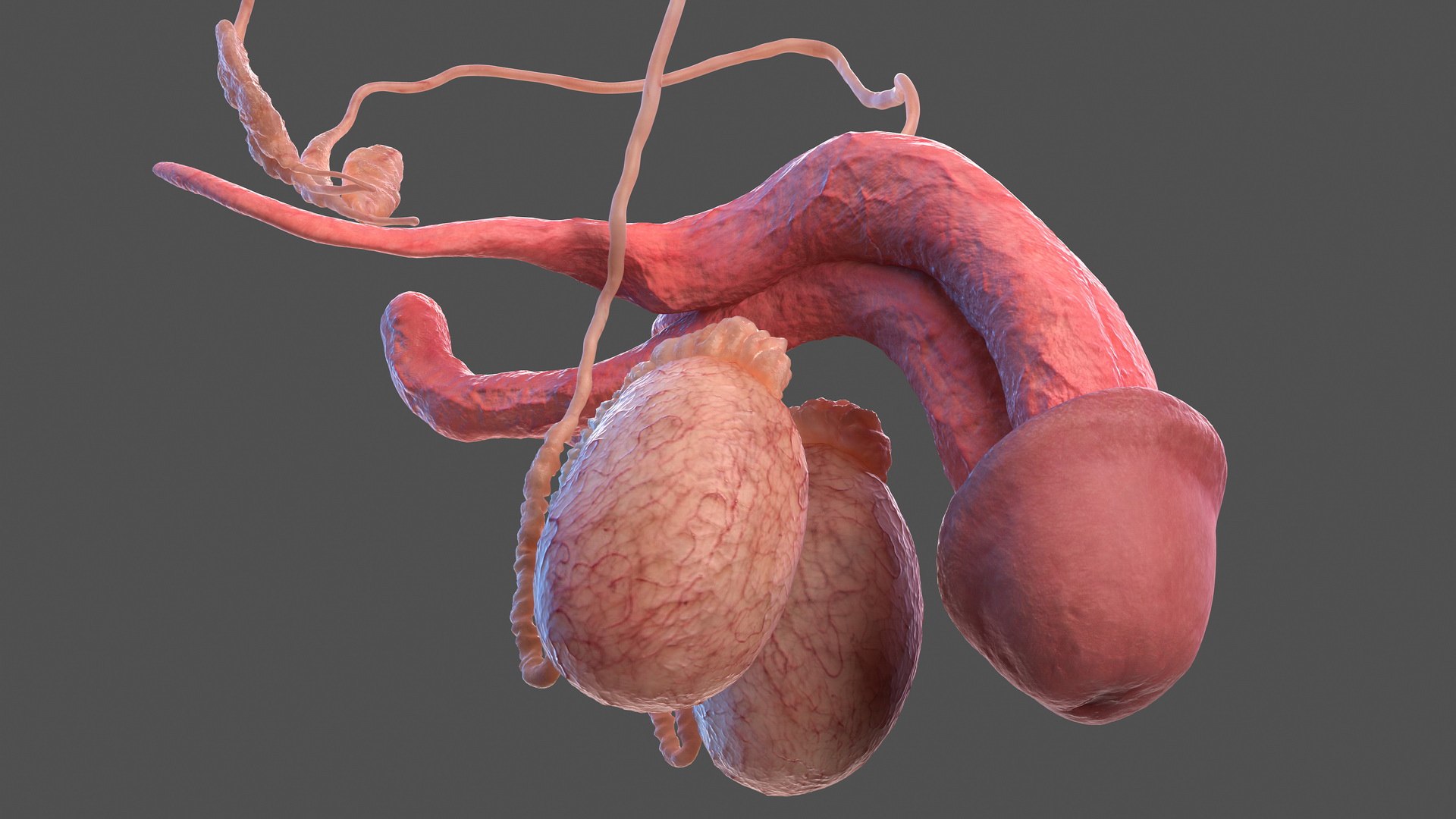 male female body anatomy 3D model https://p.turbosquid.com/ts-thumb/E7/qYydGV/5Q/maleandfemalebodyanatomycollectionmb3dmodel117/jpg/1613242569/1920x1080/fit_q87/1416b81f6bc3565f9f236772808025c6f9347415/maleandfemalebodyanatomycollectionmb3dmodel117.jpg