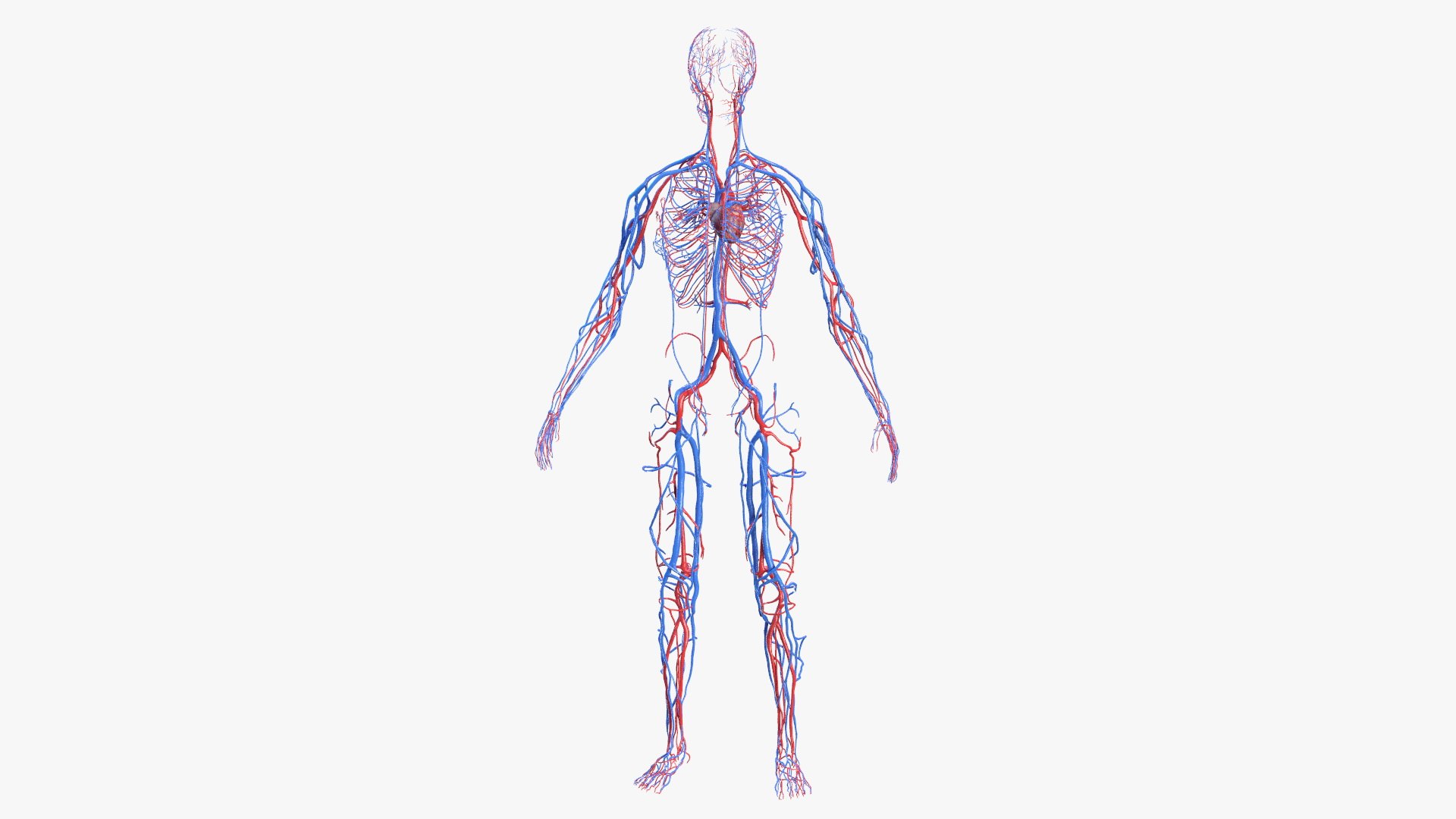 male female body anatomy 3D model https://p.turbosquid.com/ts-thumb/E7/qYydGV/8P/maleandfemalebodyanatomycollectionmb3dmodel074/jpg/1613242576/1920x1080/fit_q87/3b881a2b17ed8a7e212a573b8d2d0314ecb17af6/maleandfemalebodyanatomycollectionmb3dmodel074.jpg