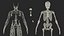 male female body anatomy 3D model