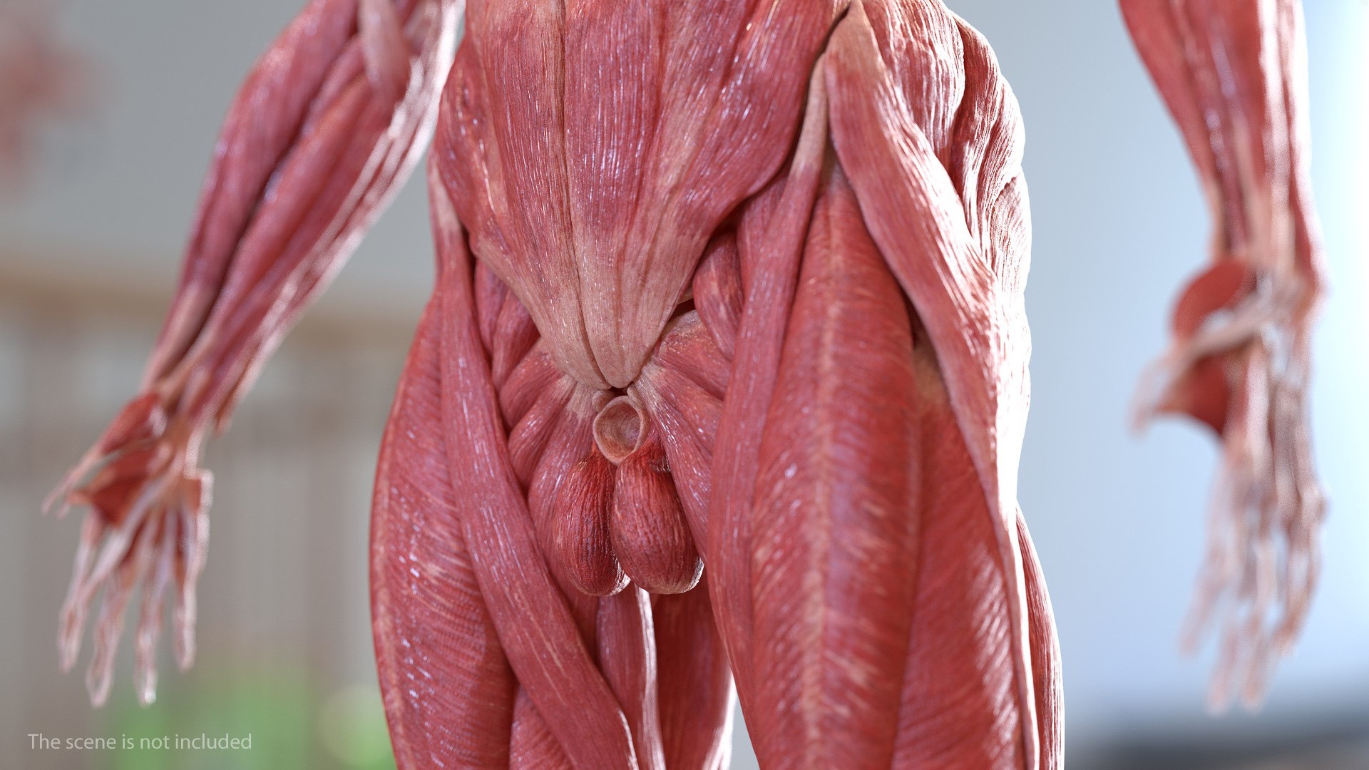 male female body anatomy 3D model https://p.turbosquid.com/ts-thumb/E7/qYydGV/AW/maleandfemalebodyanatomycollectionmb3dmodel204/jpg/1613242762/1920x1080/fit_q87/faba96ec4c6ff0762d9f658c0153084c0a73e302/maleandfemalebodyanatomycollectionmb3dmodel204.jpg