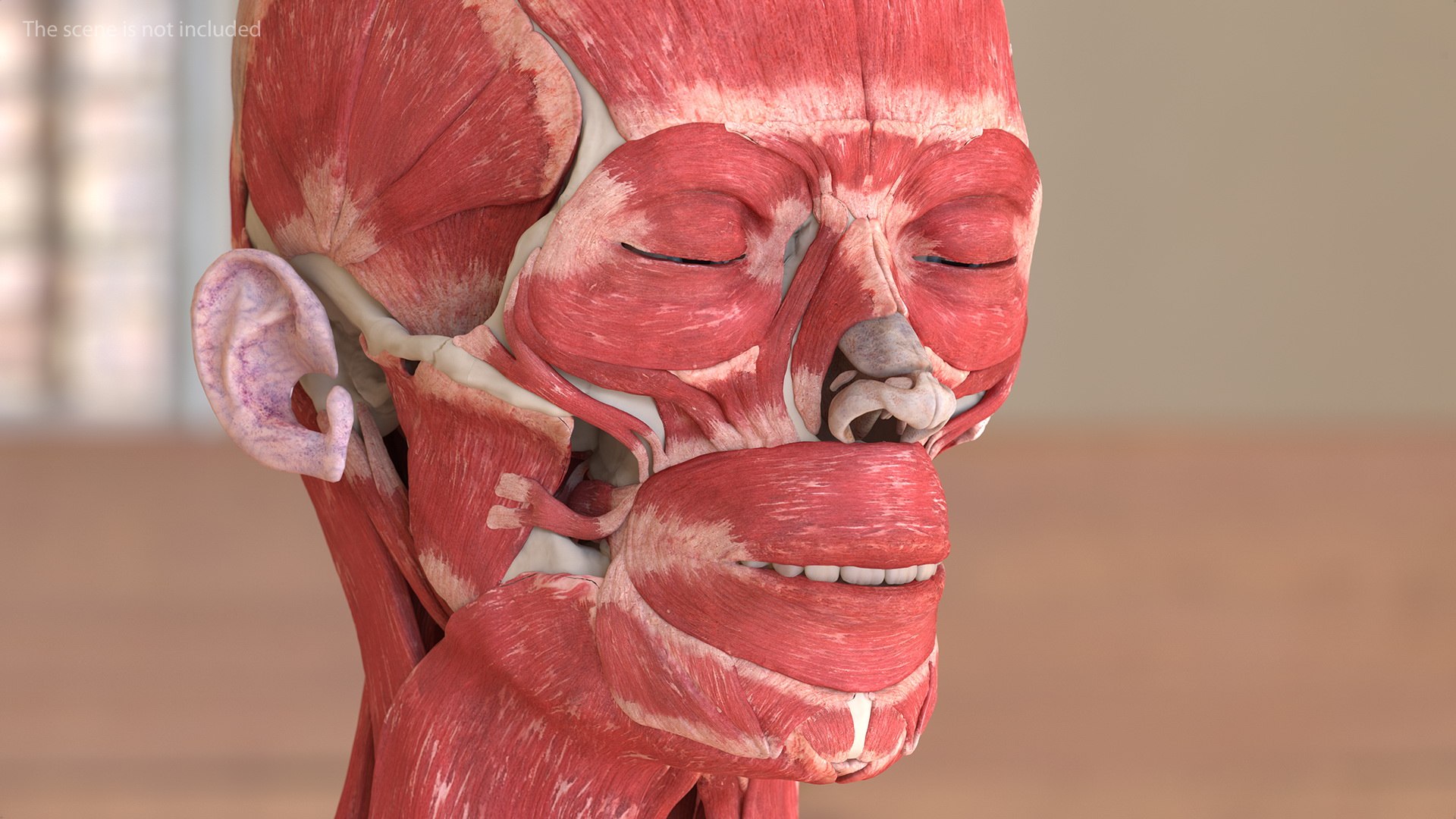 male female body anatomy 3D model https://p.turbosquid.com/ts-thumb/E7/qYydGV/B9/maleandfemalebodyanatomycollectionmb3dmodel004/jpg/1613242462/1920x1080/fit_q87/dd661c503ec003c5051422e951586f2b8d175e6e/maleandfemalebodyanatomycollectionmb3dmodel004.jpg