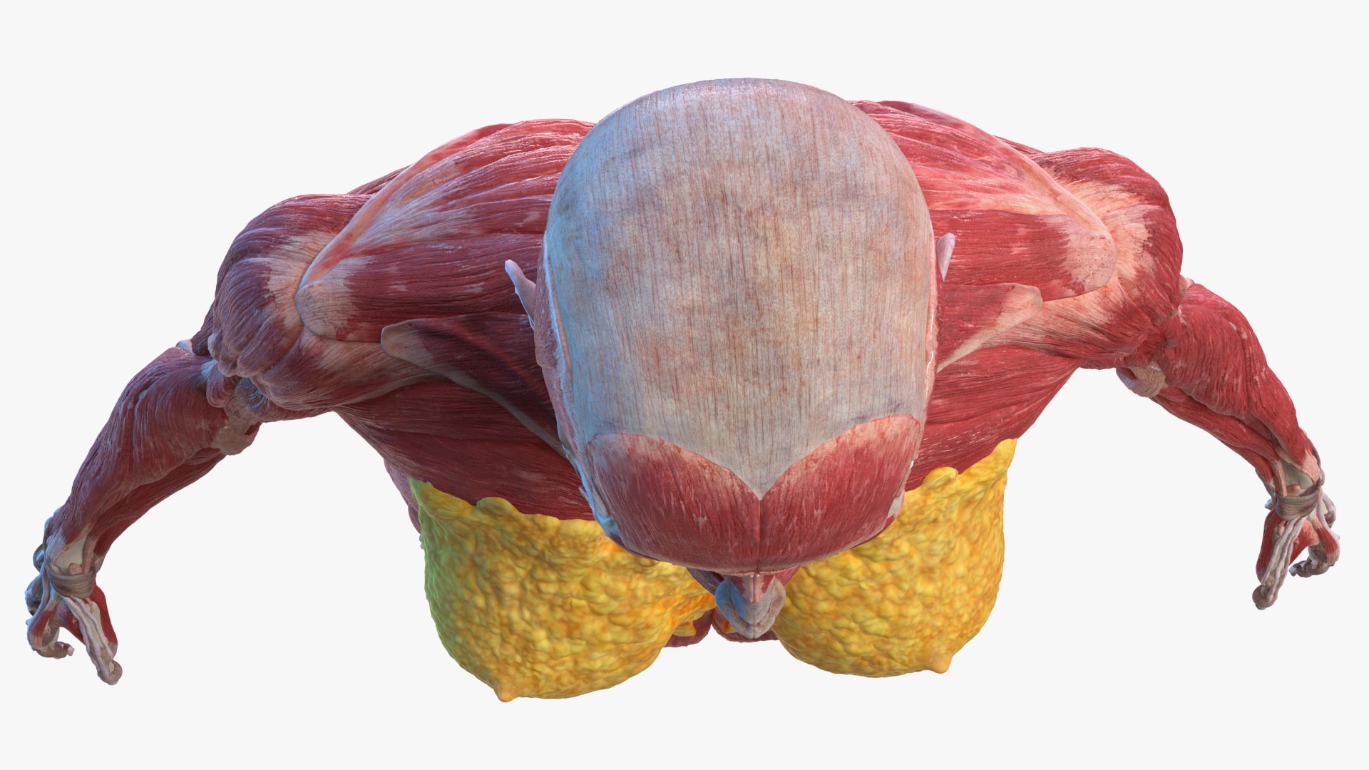 male female body anatomy 3D model https://p.turbosquid.com/ts-thumb/E7/qYydGV/Ce/maleandfemalebodyanatomycollectionmb3dmodel031/jpg/1613242454/1920x1080/fit_q87/76c363752326580bcb274ee1a8d6547e6067f7a2/maleandfemalebodyanatomycollectionmb3dmodel031.jpg