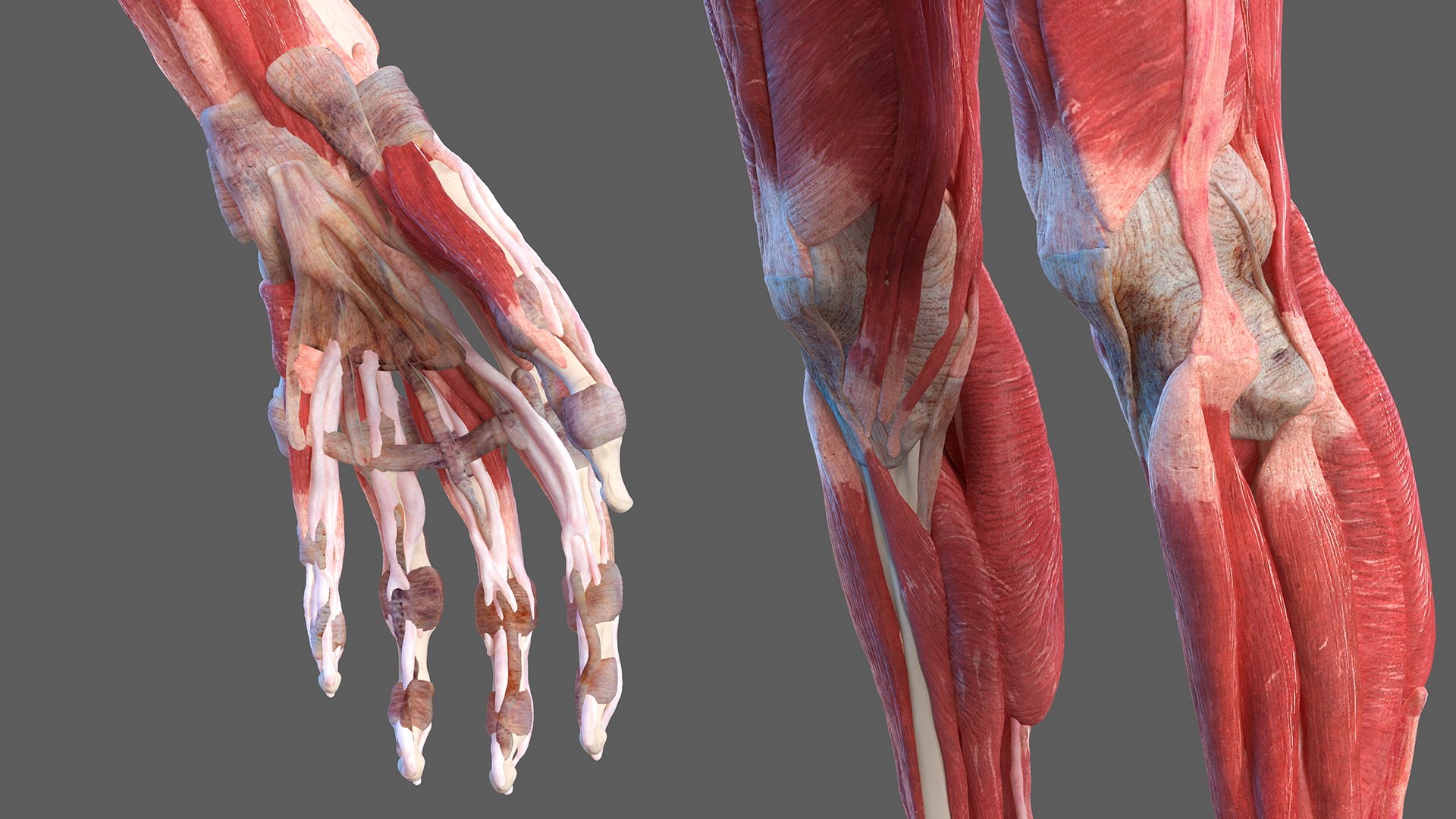 male female body anatomy 3D model https://p.turbosquid.com/ts-thumb/E7/qYydGV/E8/maleandfemalebodyanatomycollectionmb3dmodel026/jpg/1613242470/1920x1080/fit_q87/a82cca390545e53cbc2fdd4ff9d086d74aa6de35/maleandfemalebodyanatomycollectionmb3dmodel026.jpg