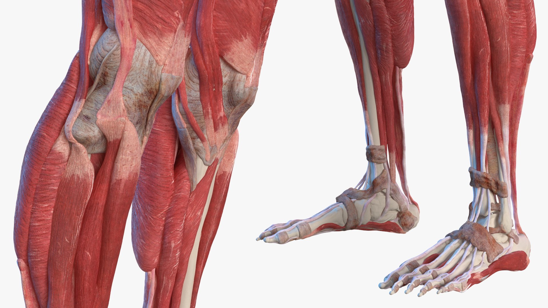 male female body anatomy 3D model https://p.turbosquid.com/ts-thumb/E7/qYydGV/EG/maleandfemalebodyanatomycollectionmb3dmodel018/jpg/1613242462/1920x1080/fit_q87/0a863b625619ec0d3d048e4858ebf86c38e19ac1/maleandfemalebodyanatomycollectionmb3dmodel018.jpg