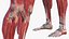 Sammlung der Anatomie des männlichen und weiblichen Körpers