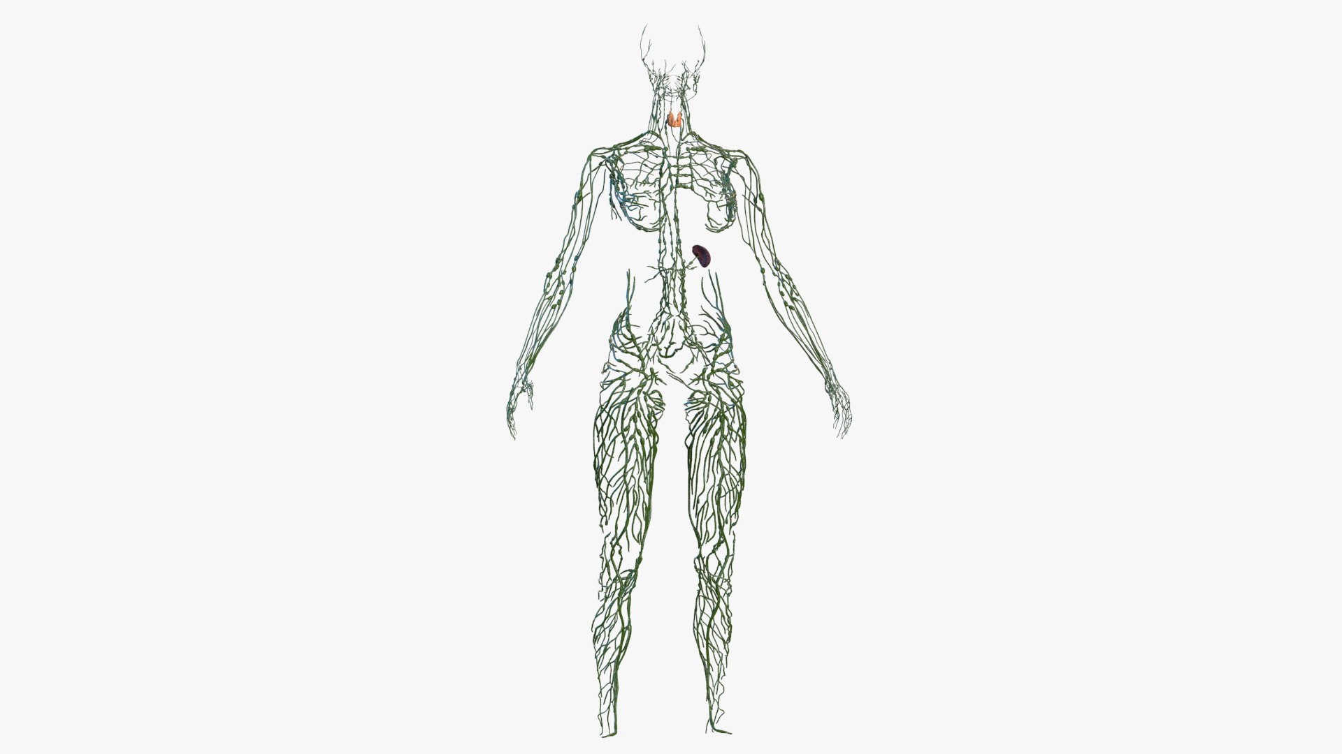male female body anatomy 3D model https://p.turbosquid.com/ts-thumb/E7/qYydGV/EM/maleandfemalebodyanatomycollectionmb3dmodel043/jpg/1613242507/1920x1080/fit_q87/45cfb202f8fd99ba7a01f77f397c1b8ff4bfec9a/maleandfemalebodyanatomycollectionmb3dmodel043.jpg