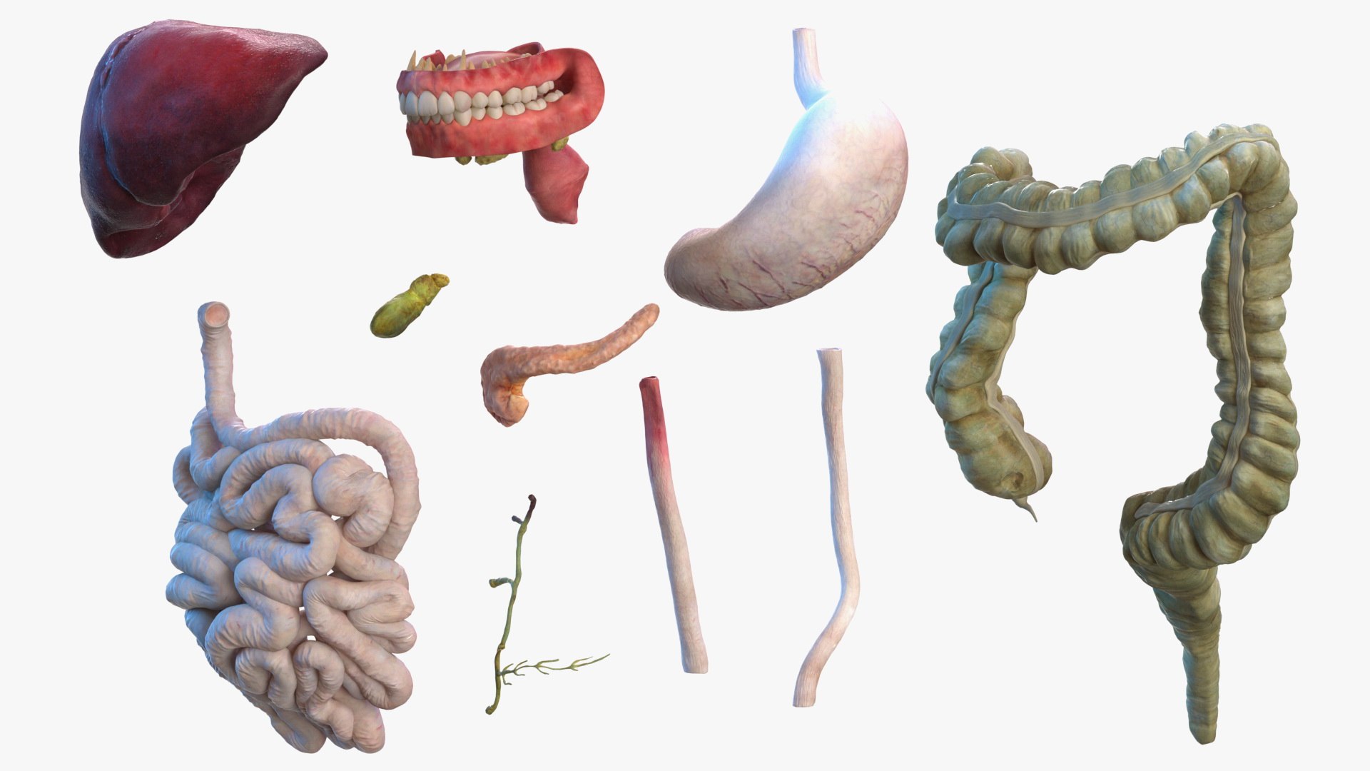 male female body anatomy 3D model https://p.turbosquid.com/ts-thumb/E7/qYydGV/Eu/maleandfemalebodyanatomycollectionmb3dmodel072/jpg/1613242576/1920x1080/fit_q87/a228eb2bec9314550fc87ffb81a1e0a52ff9ccd0/maleandfemalebodyanatomycollectionmb3dmodel072.jpg