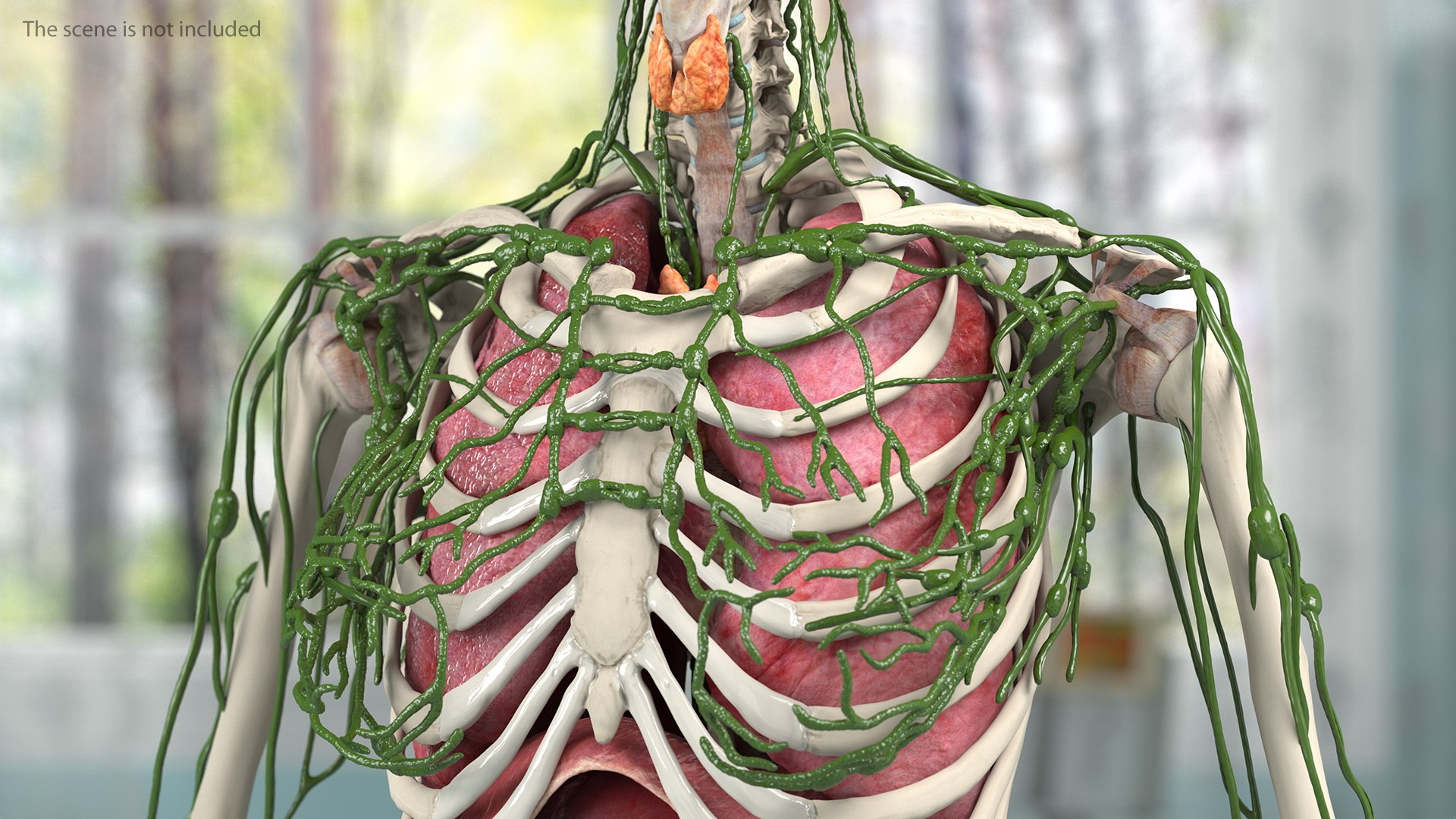 male female body anatomy 3D model https://p.turbosquid.com/ts-thumb/E7/qYydGV/Fb/maleandfemalebodyanatomycollectionmb3dmodel045/jpg/1613242516/1920x1080/fit_q87/6feab35057cb510e2f7b3ba1b677393dc1d49788/maleandfemalebodyanatomycollectionmb3dmodel045.jpg