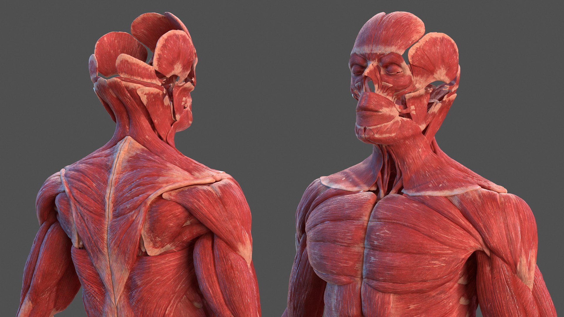 male female body anatomy 3D model https://p.turbosquid.com/ts-thumb/E7/qYydGV/G6/maleandfemalebodyanatomycollectionmb3dmodel199/jpg/1613242763/1920x1080/fit_q87/9add119785804dce388ba2459867763b4eb47821/maleandfemalebodyanatomycollectionmb3dmodel199.jpg