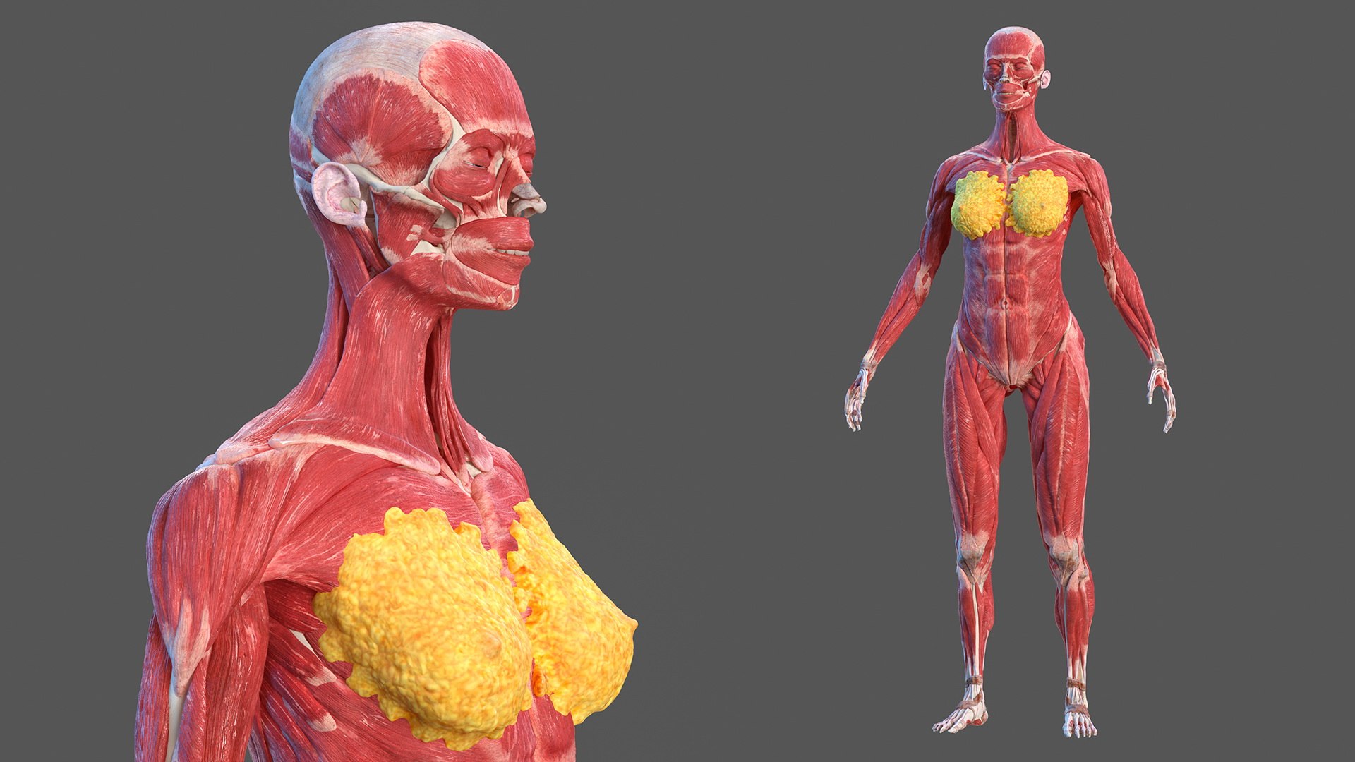 male female body anatomy 3D model https://p.turbosquid.com/ts-thumb/E7/qYydGV/GO/maleandfemalebodyanatomycollectionmb3dmodel012/jpg/1613242466/1920x1080/fit_q87/416d7ee8b67253ae3f470283fdbc958a39ab54b6/maleandfemalebodyanatomycollectionmb3dmodel012.jpg