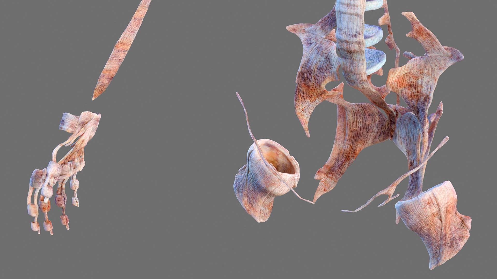 male female body anatomy 3D model https://p.turbosquid.com/ts-thumb/E7/qYydGV/Hp/maleandfemalebodyanatomycollectionmb3dmodel024/jpg/1613242457/1920x1080/fit_q87/75e840eb65be4401f7414cbad7a6a5b4fcd27d67/maleandfemalebodyanatomycollectionmb3dmodel024.jpg