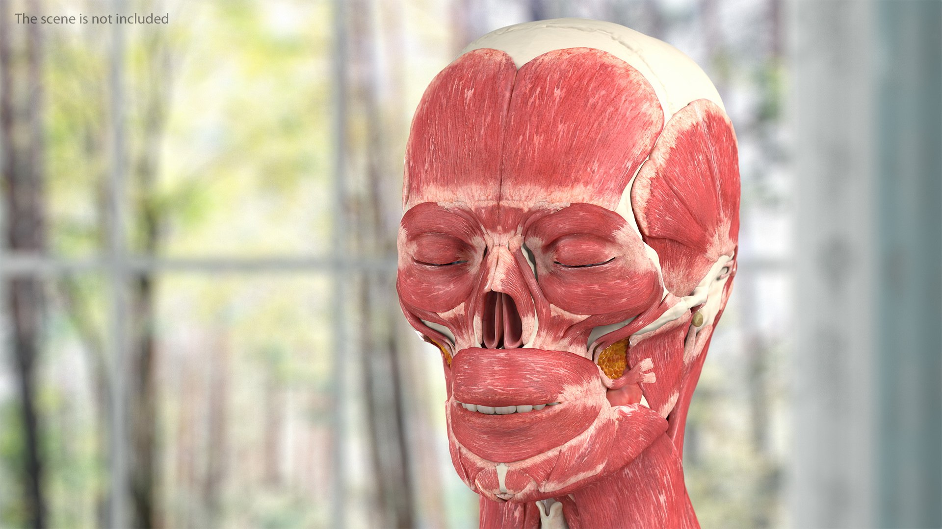 male female body anatomy 3D model https://p.turbosquid.com/ts-thumb/E7/qYydGV/Hr/maleandfemalebodyanatomycollectionmb3dmodel003/jpg/1613242461/1920x1080/fit_q87/5cf22cd5ead6b8ff915ee639a8b530161fd69051/maleandfemalebodyanatomycollectionmb3dmodel003.jpg