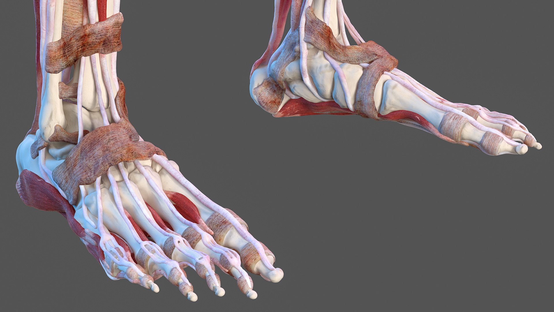 male female body anatomy 3D model https://p.turbosquid.com/ts-thumb/E7/qYydGV/JB/maleandfemalebodyanatomycollectionmb3dmodel023/jpg/1613242452/1920x1080/fit_q87/fff29631485e6d4d8e150712afe7921c45f58eed/maleandfemalebodyanatomycollectionmb3dmodel023.jpg