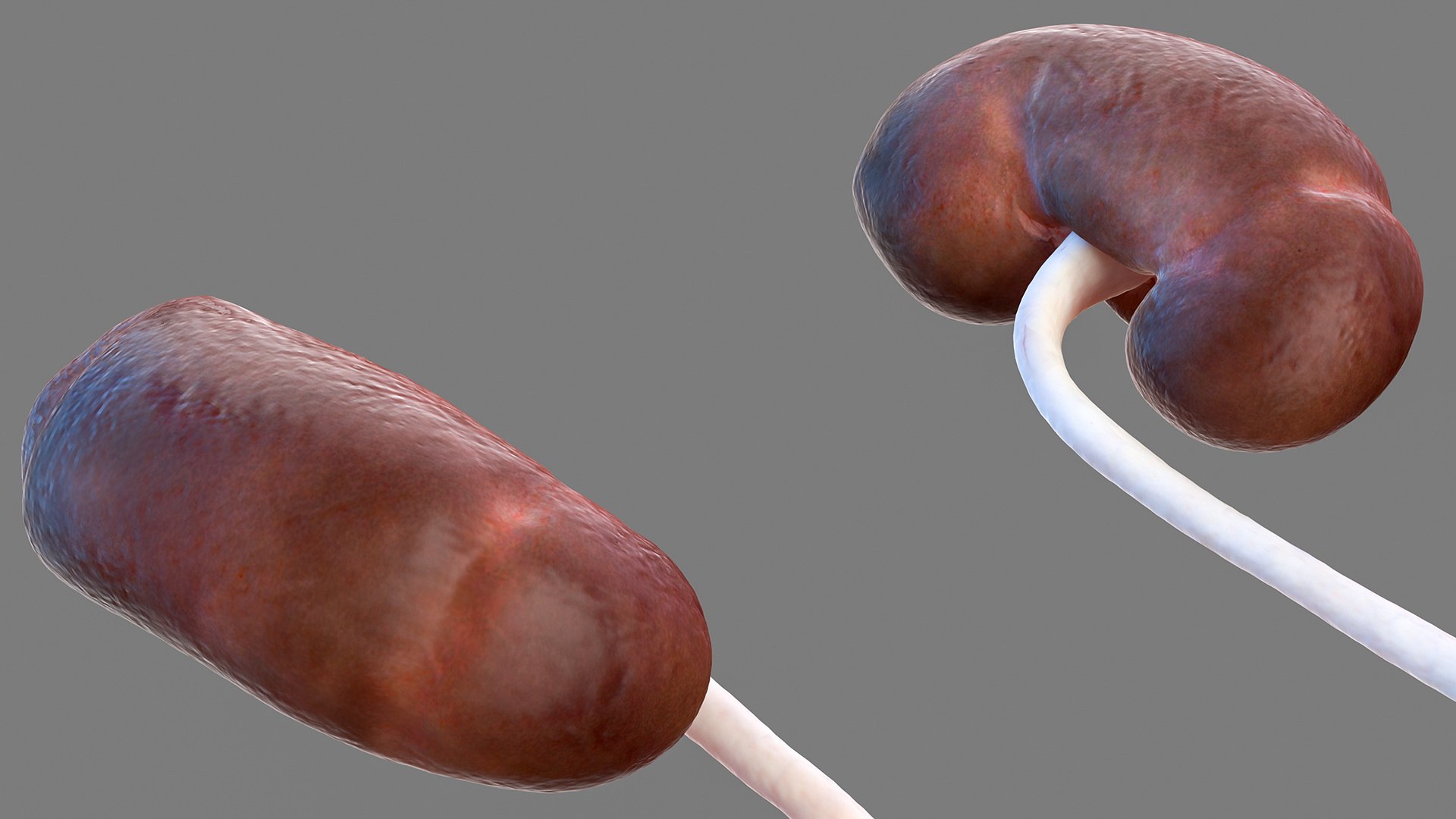 male female body anatomy 3D model https://p.turbosquid.com/ts-thumb/E7/qYydGV/Jw/maleandfemalebodyanatomycollectionmb3dmodel040/jpg/1613242507/1920x1080/fit_q87/8e973c6a553cbf38715fad7c27b79305a7ef046b/maleandfemalebodyanatomycollectionmb3dmodel040.jpg