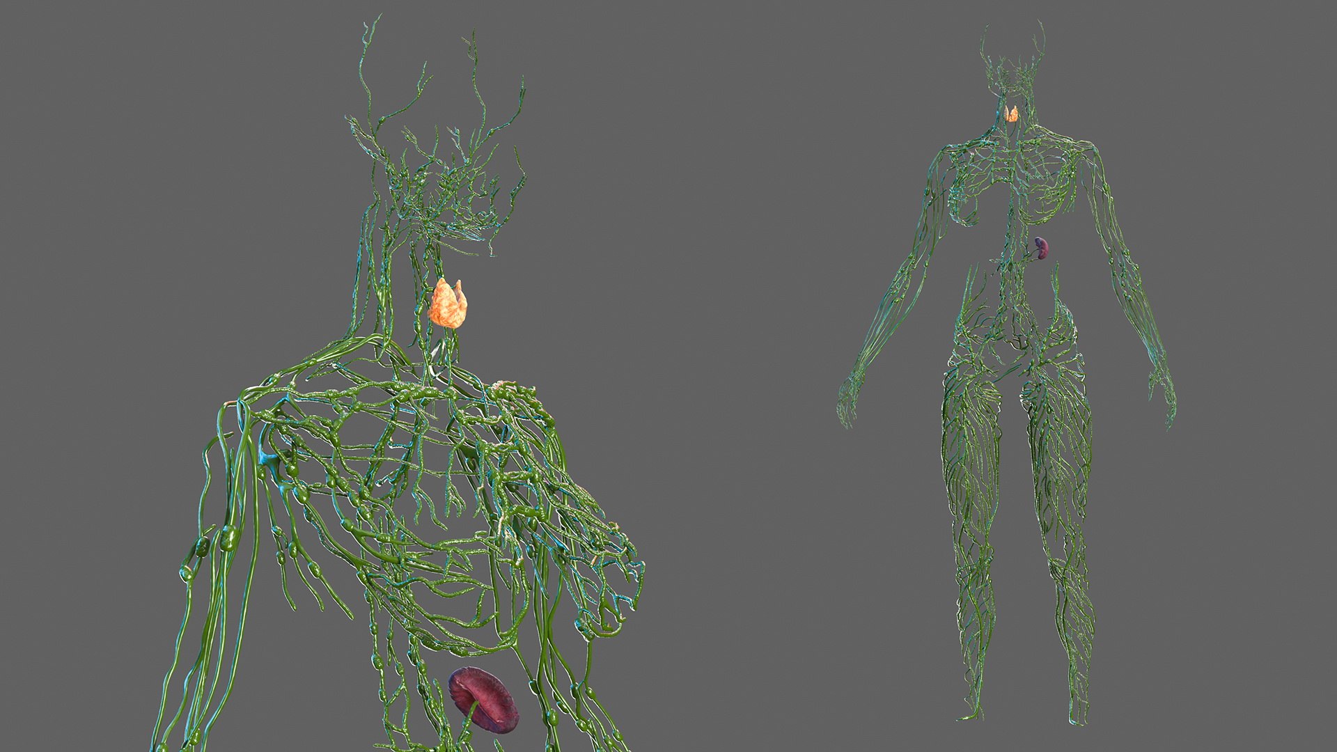 male female body anatomy 3D model https://p.turbosquid.com/ts-thumb/E7/qYydGV/MF/maleandfemalebodyanatomycollectionmb3dmodel047/jpg/1613242510/1920x1080/fit_q87/267ebde95345c9a5e0e3c657e5c11b835add3160/maleandfemalebodyanatomycollectionmb3dmodel047.jpg
