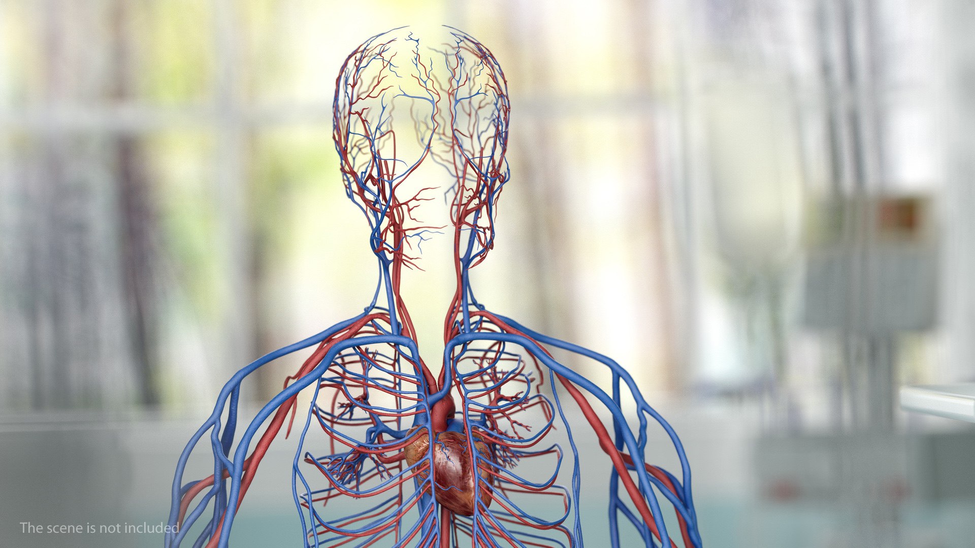 male female body anatomy 3D model https://p.turbosquid.com/ts-thumb/E7/qYydGV/NH/maleandfemalebodyanatomycollectionmb3dmodel165/jpg/1613242670/1920x1080/fit_q87/51e7b2173937a5e74af5457ffcef1905d4fc821c/maleandfemalebodyanatomycollectionmb3dmodel165.jpg