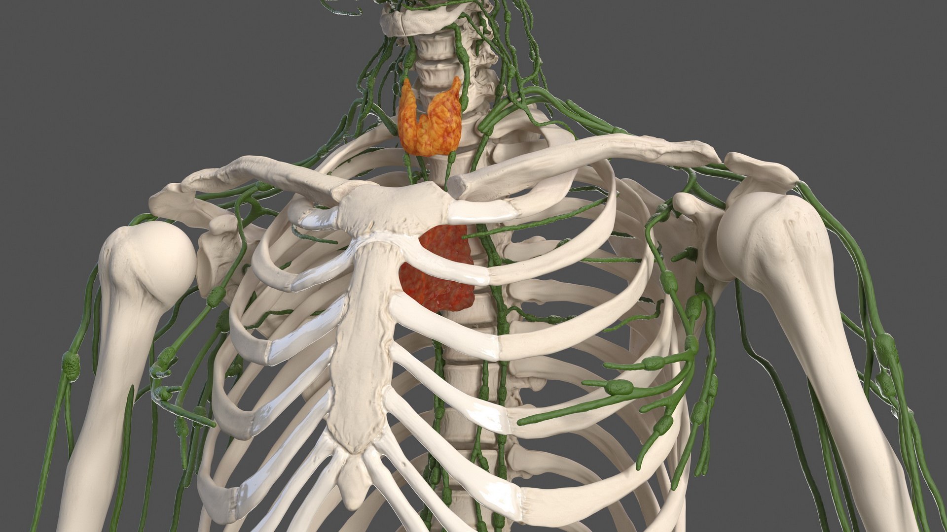 male female body anatomy 3D model https://p.turbosquid.com/ts-thumb/E7/qYydGV/NR/maleandfemalebodyanatomycollectionmb3dmodel142/jpg/1613242668/1920x1080/fit_q87/d23fe652a439e532e689fe296e901af428701e6c/maleandfemalebodyanatomycollectionmb3dmodel142.jpg
