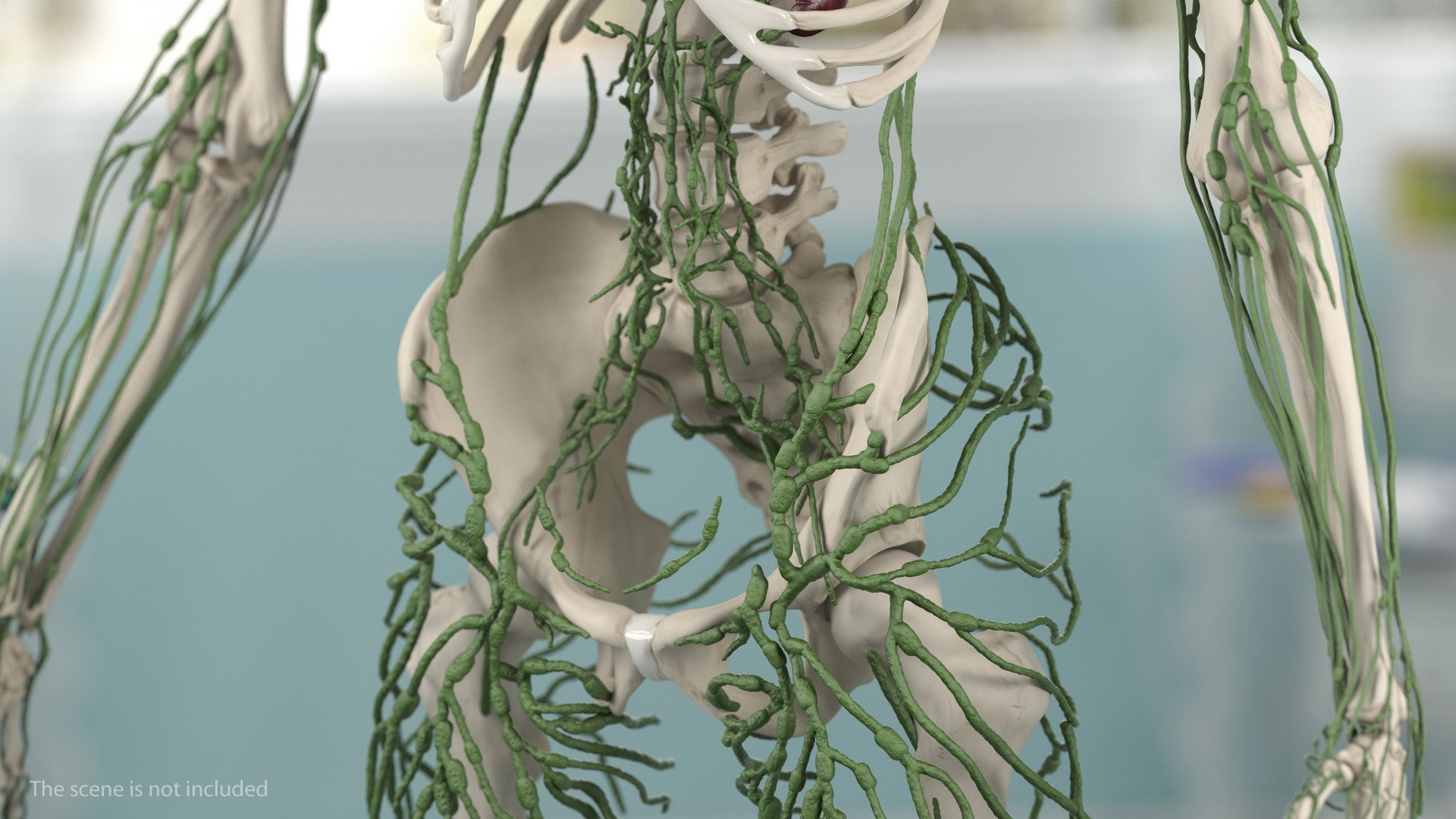 male female body anatomy 3D model https://p.turbosquid.com/ts-thumb/E7/qYydGV/OH/maleandfemalebodyanatomycollectionmb3dmodel133/jpg/1613242671/1920x1080/fit_q87/cdb87342abf8343fb052dcd3de483fd5327a6ba0/maleandfemalebodyanatomycollectionmb3dmodel133.jpg