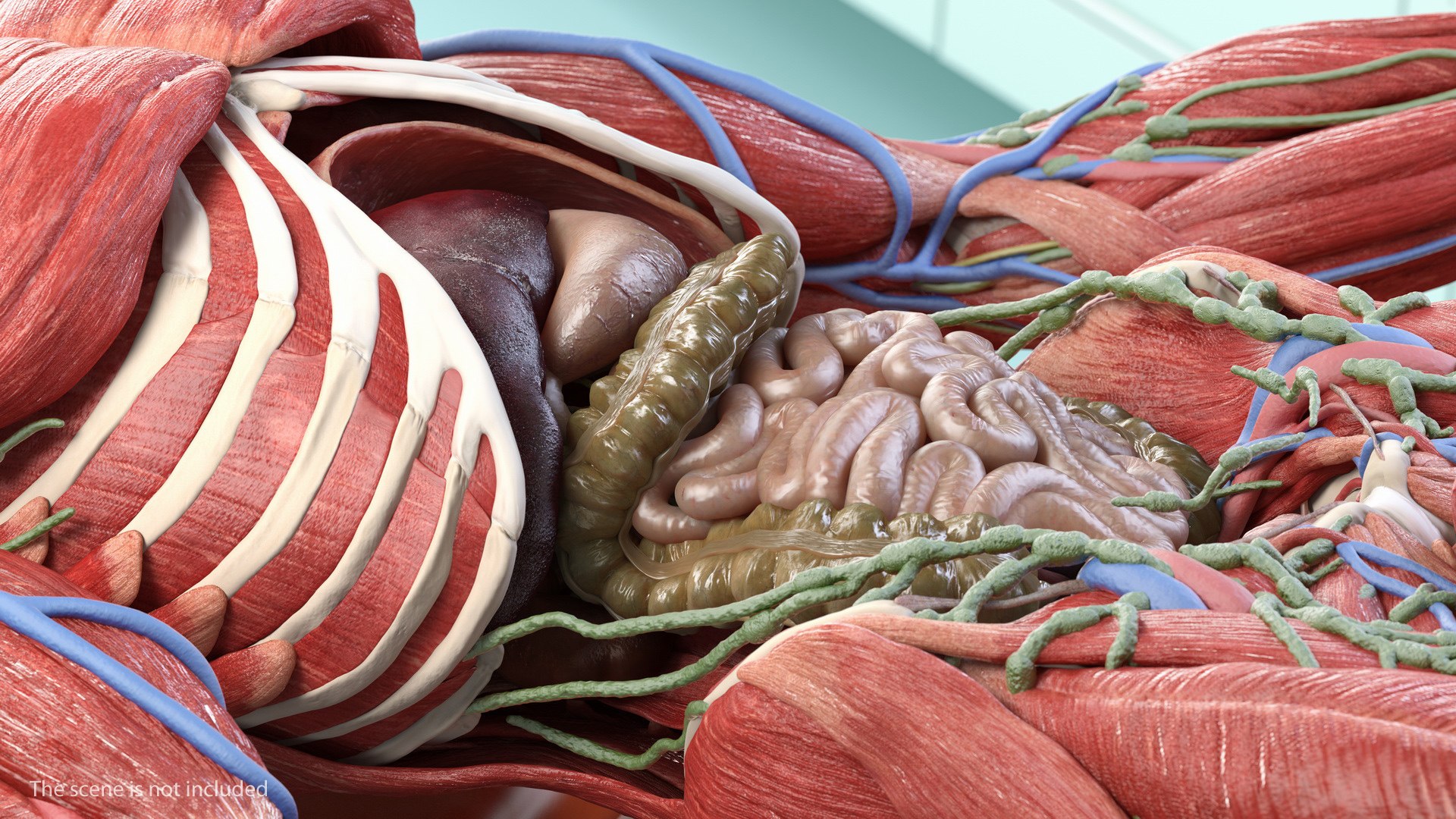 male female body anatomy 3D model https://p.turbosquid.com/ts-thumb/E7/qYydGV/Pu/maleandfemalebodyanatomycollectionmb3dmodel098/jpg/1613242589/1920x1080/fit_q87/f0f65b4d362ab9e2515353b89e8e1212f08892ef/maleandfemalebodyanatomycollectionmb3dmodel098.jpg
