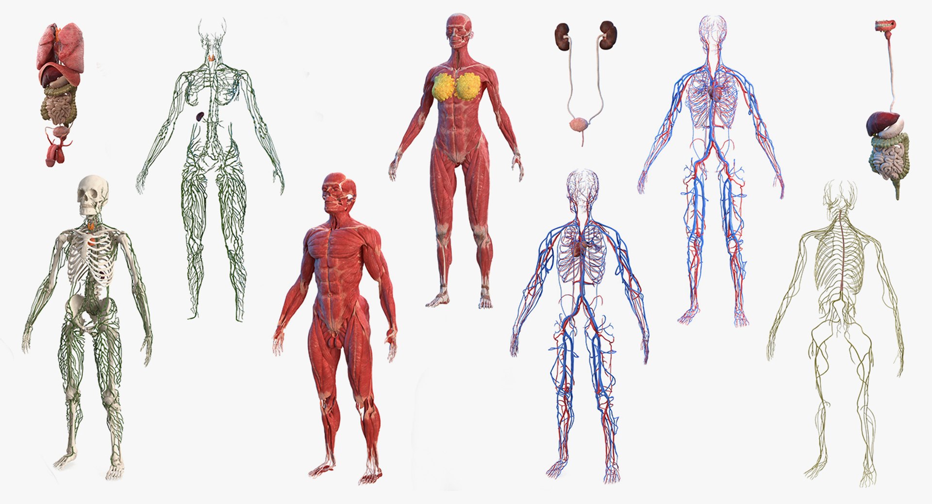male female body anatomy 3D model https://p.turbosquid.com/ts-thumb/E7/qYydGV/QZ/maleandfemalebodyanatomycollectionmb3dmodel001/jpg/1613242456/1920x1080/fit_q87/b84b575a7f91e791e0a387c10d641b79bd3aaf52/maleandfemalebodyanatomycollectionmb3dmodel001.jpg